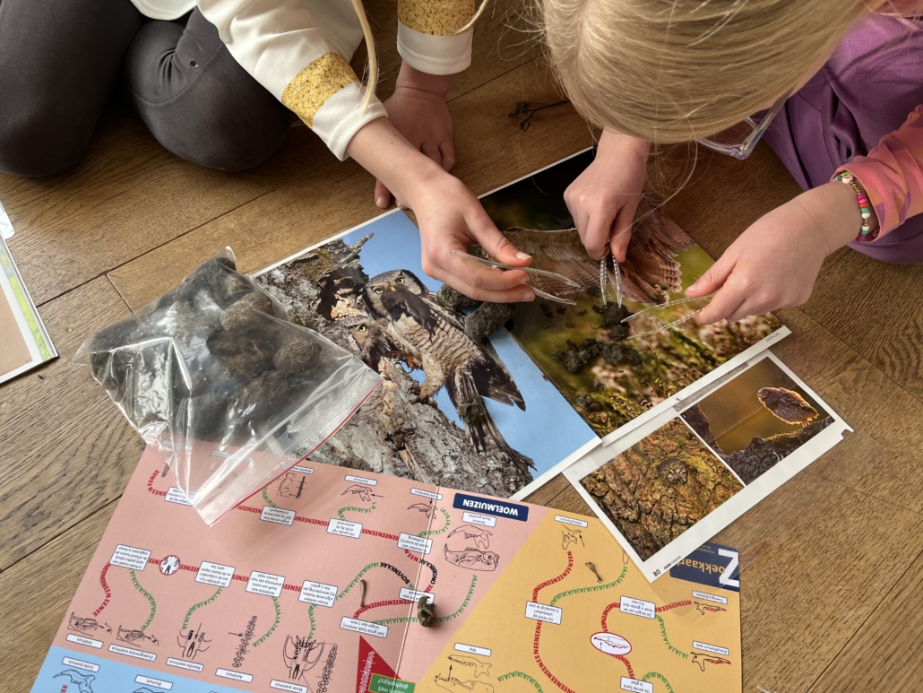 Uilendetective, op jacht naar de uil.